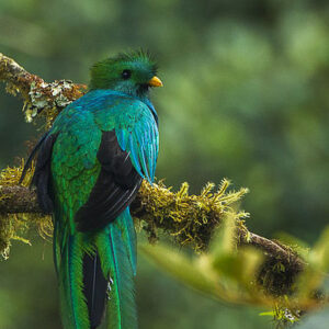 Costa Rica faune flore