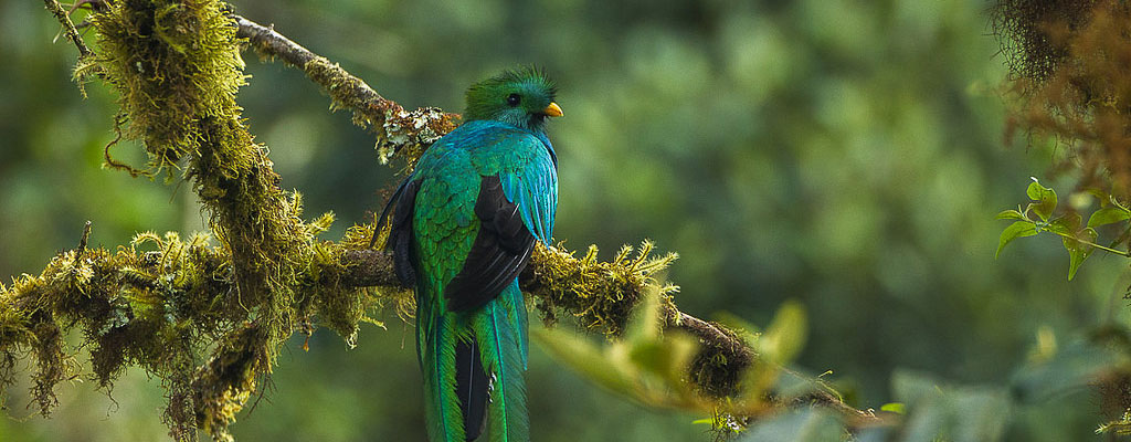 La faune et la flore du Costa Rica | Arawak Experience