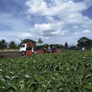 Almacigal Coffee Tour