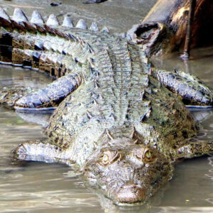 Caiman Tortuguero