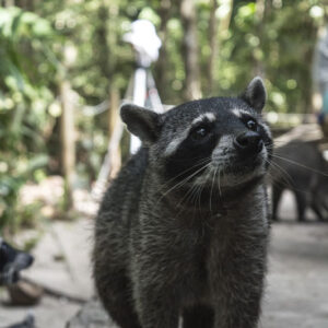 Mapache raton laveur
