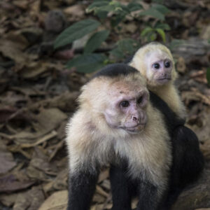 Singes carablanca