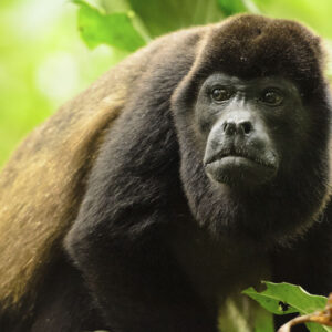 Singe