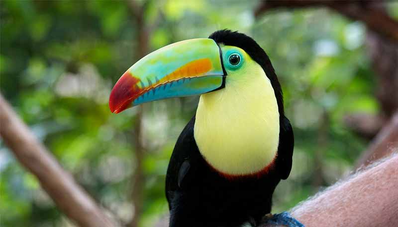 Toucan à carène dans la forêt tropicale du Costa Rica