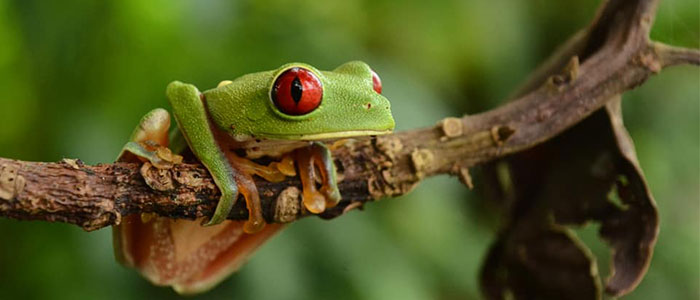 Kermit la grenouille existe au Costa Rica - Vidéo Dailymotion