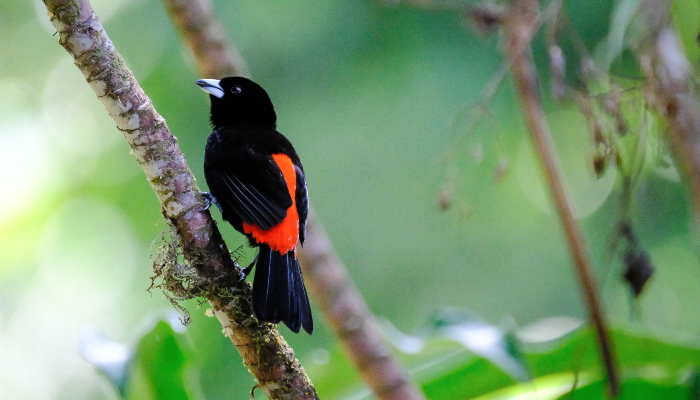 oiseaux costa rica