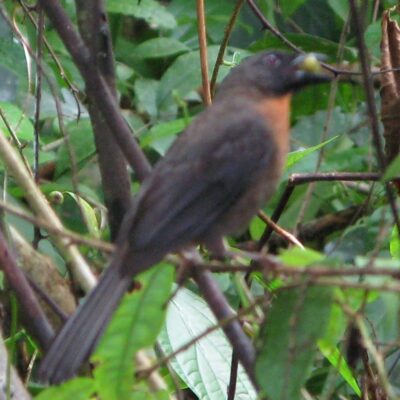 Habia à joues noires - Costa Rica habia costa rica