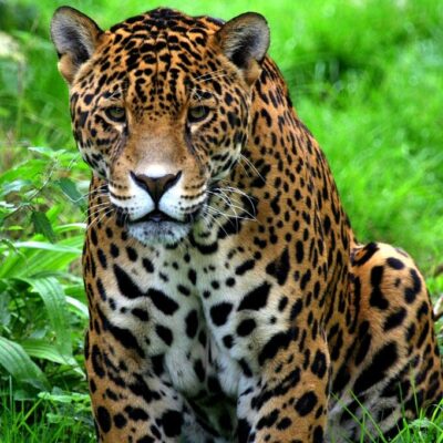 Jaguar - Costa Rica jaguar costa rica