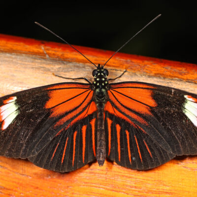 L’heliconius Erato - costa rica papillon costa rica