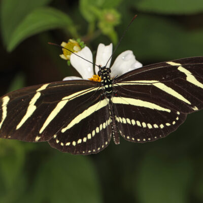 L’heliconius charithonia - costa rica papillon costa rica