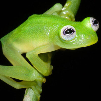 L'hyalinobatrachium dianae - costa rica grenouille de verre costa rica