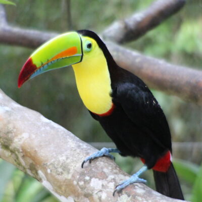 Toucan à carène - Costa Rica Toucan à carène - Costa Rica