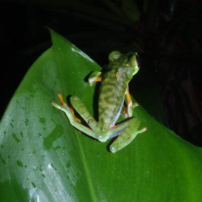 grenouille - costa rica grenouille costa rica