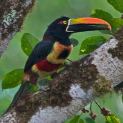 Fiery-billed Aracari araçari costa rica