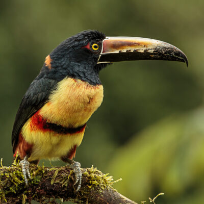 araçari de Frantzins araçari costa rica