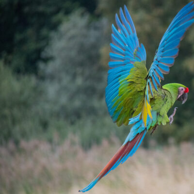 Great green macaw ara costa rica