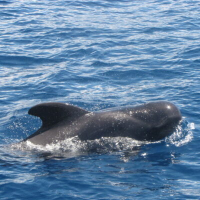 baleine-pilote - costa rica baleine costa rica