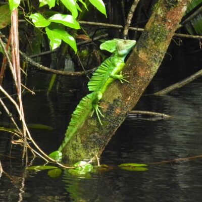 basilisk - costa rica basilisk costa rica