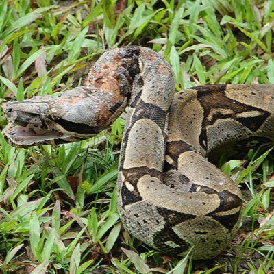 boa constrictor - costa rica serpent costa rica