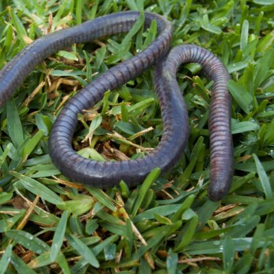 caecilia volcani - costa rica caecilia volcani costa rica