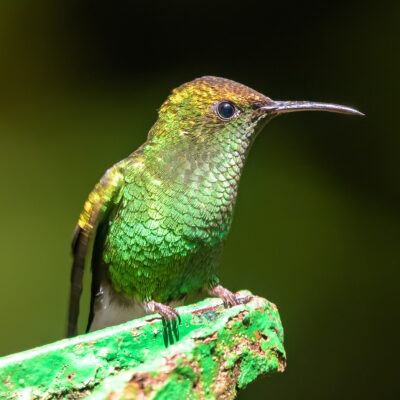 colibri costa rica colibri costa rica