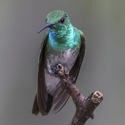 colibri des mangroves colibri costa rica