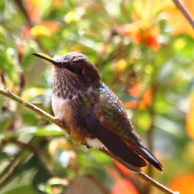 colibri scintillant - costa rica colibri scintillant - costa rica