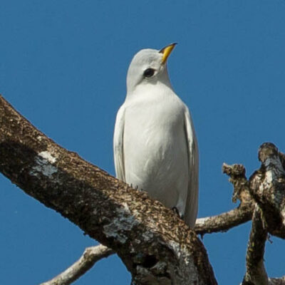 cotinga à bec jaune - costa rica cotinga costa rica