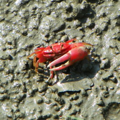crabe des mangroves - costa rica crabe costa rica