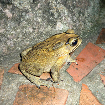 crapaud buffle - costa rica crapaud costa rica