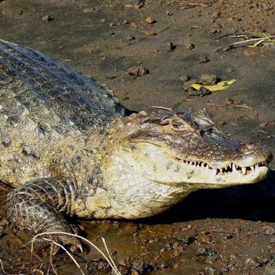 crocodile américain - costa rica crocodile costa rica