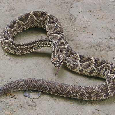 cascavel, the neotropical rattlerCrotalus durissus serpent costa rica