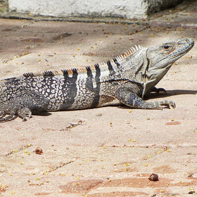 ctenosaure - costa rica cténosaure costa rica