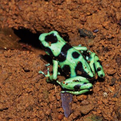 dendrobate doré - costa rica dendrobate costa rica