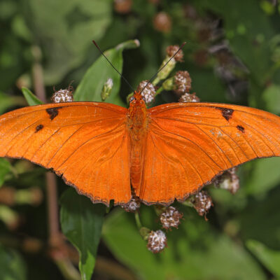 dryas iulia - costa rica papillon costa rica