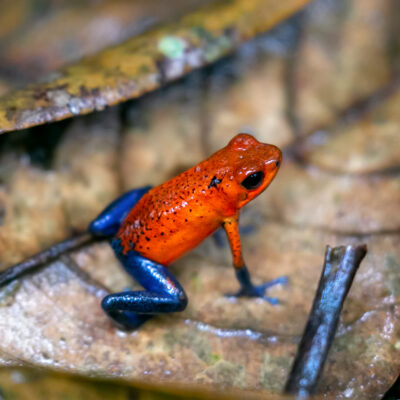 grenouille blue jean - costa rica dendrobate costa rica