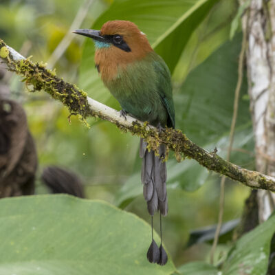 motmot à bec large - costa rica motmot costa rica