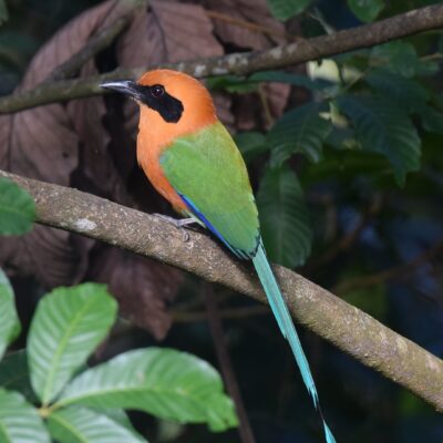 motmot roux - costa rica motmot costa rica