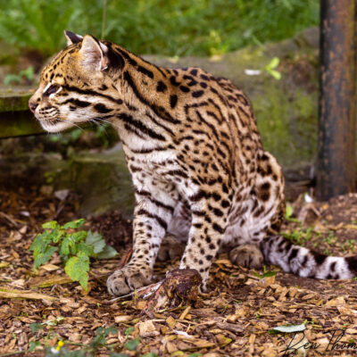 ocelot - costa rica ocelot costa rica