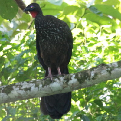 pénélope panaché pénélope panaché costa rica