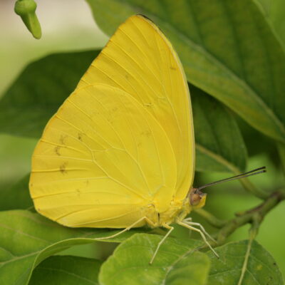 péride soumaké - costa rica papillon costa rica