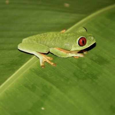 rainette aux yeux rouges - costa rica grenouille costa rica