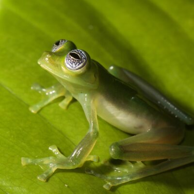 sachatamia ilex - costa rica grenouille de verre costa rica