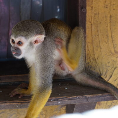Saïmiri commun costa rica singe costa rica