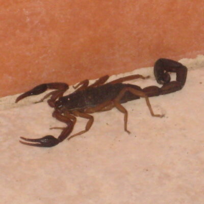 scorpion - costa rica scorpion costa rica
