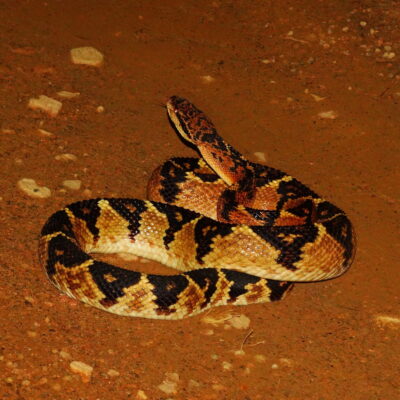 serpent bushmaster - costa rica serpent costa rica