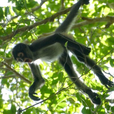 singe araignée - costa rica singe costa rica
