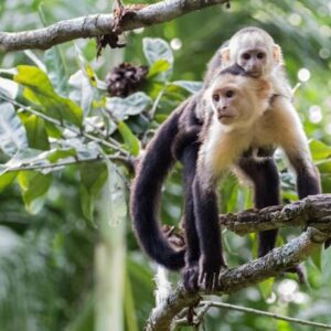 parc national de corcovado
