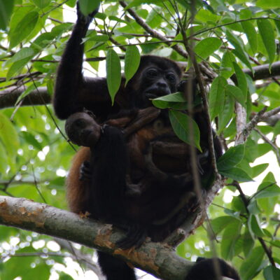 singe hurleur - costa rica singe costa rica