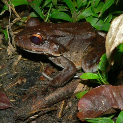 P1090531 grenouille costa rica